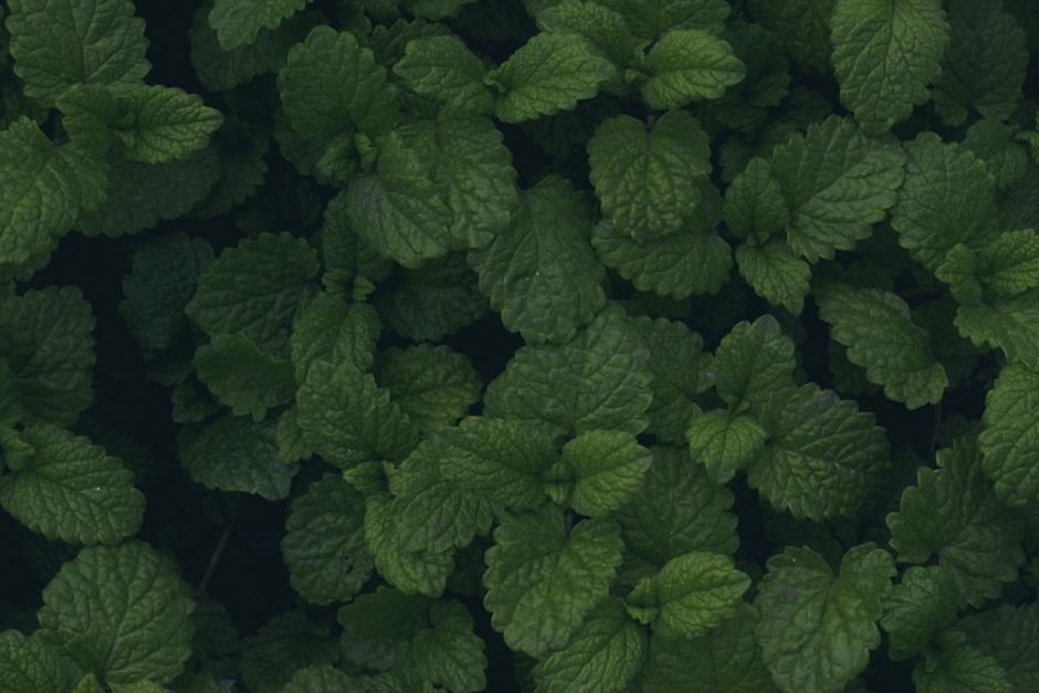 Getting Started With Daylight, Time Outdoors And The Body Clock, Minus the Overwhelm